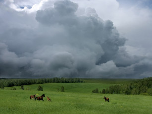 Картинка borisova ты куда несмышленыш побежали домой животные лошади