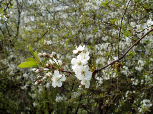 Картинка цветы цветущие деревья кустарники