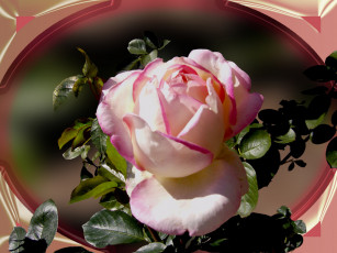 Картинка цветы розы