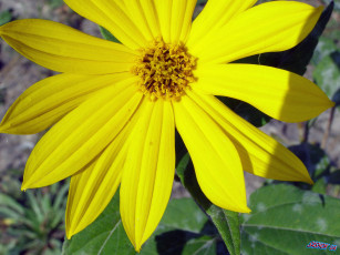 Картинка цветы рудбекия