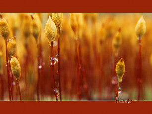 Картинка природа макро