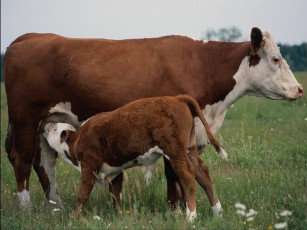 Картинка животные коровы буйволы