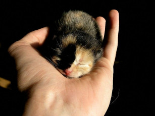 Картинка животные коты