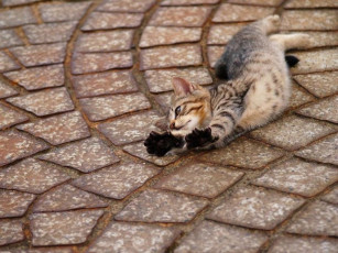 Картинка животные коты