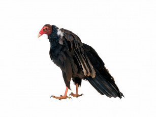 Картинка животные птицы хищники