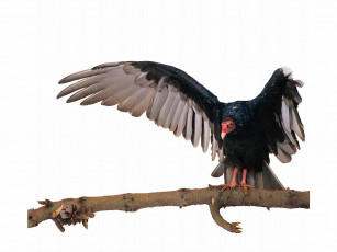 Картинка животные птицы хищники