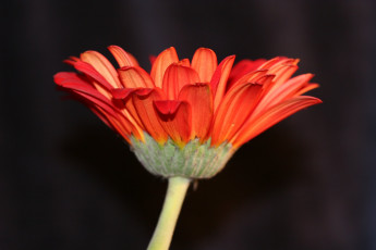 Картинка цветы герберы