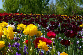 Картинка цветы разные вместе