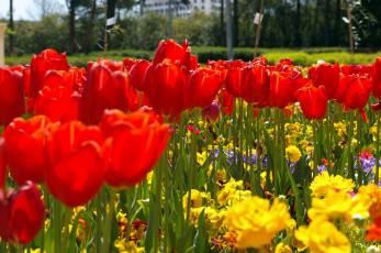 Картинка цветы тюльпаны