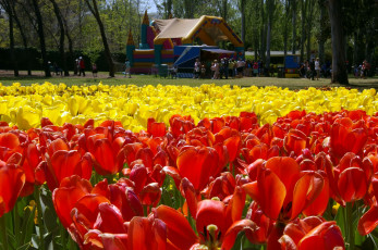 Картинка цветы тюльпаны