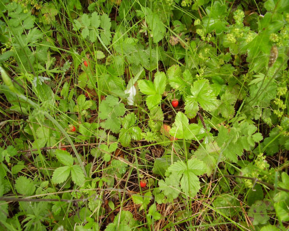 Обои картинки фото 