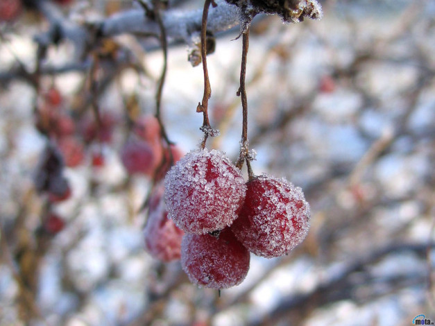 Обои картинки фото 