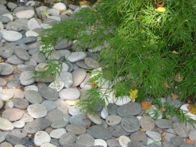 Обои картинки фото 