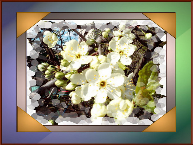 Обои картинки фото цветы, цветущие, деревья, кустарники