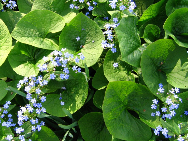 Обои картинки фото цветы, незабудки