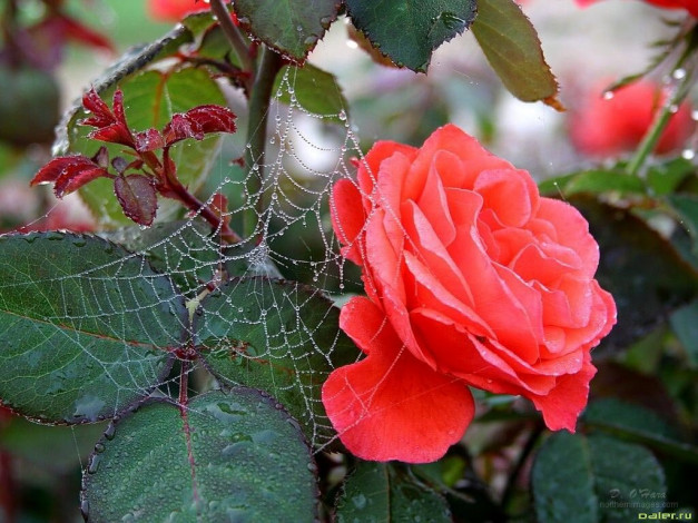 Обои картинки фото цветы, розы