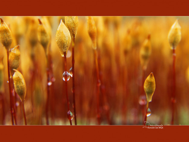 Обои картинки фото природа, макро