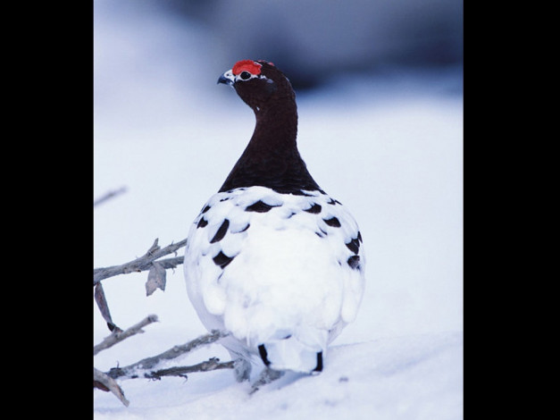 Обои картинки фото животные, глухари, тетерева, фазаны