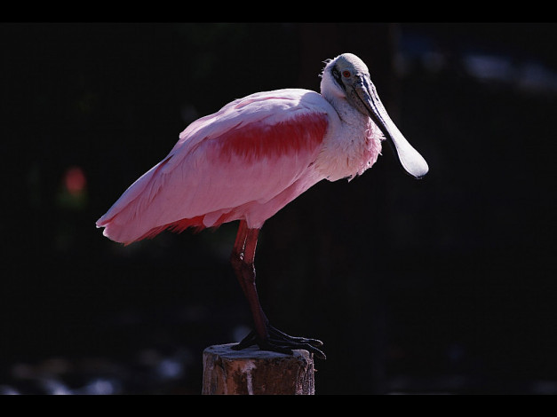 Обои картинки фото животные, ибисы, колпицы