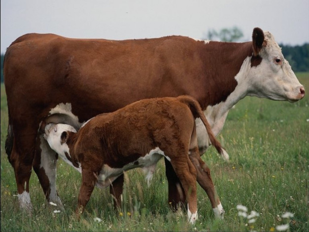 Обои картинки фото животные, коровы, буйволы