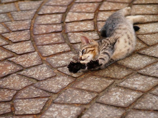 Обои картинки фото животные, коты