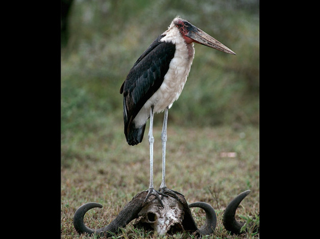 Обои картинки фото животные, птицы