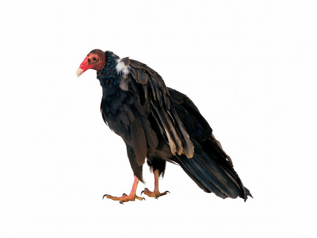 Обои картинки фото животные, птицы, хищники