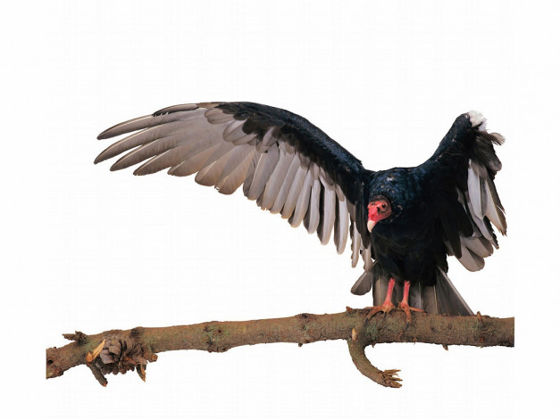 Обои картинки фото животные, птицы, хищники