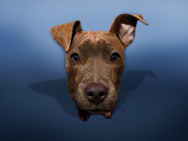 Обои картинки фото животные, собаки