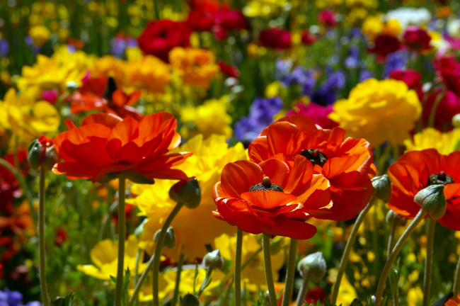 Обои картинки фото цветы, ранункулюс, азиатский, лютик