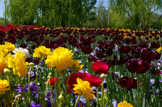 Обои картинки фото цветы, разные, вместе