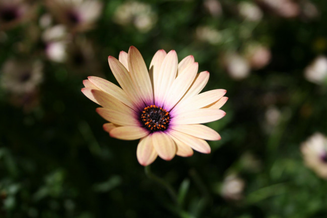 Обои картинки фото цветы, диморфотеки