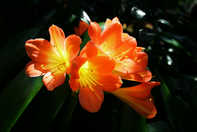 Обои картинки фото цветы, кливия