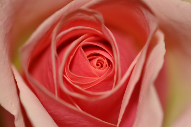 Обои картинки фото цветы, розы