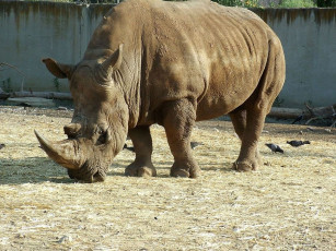 Картинка животные носороги