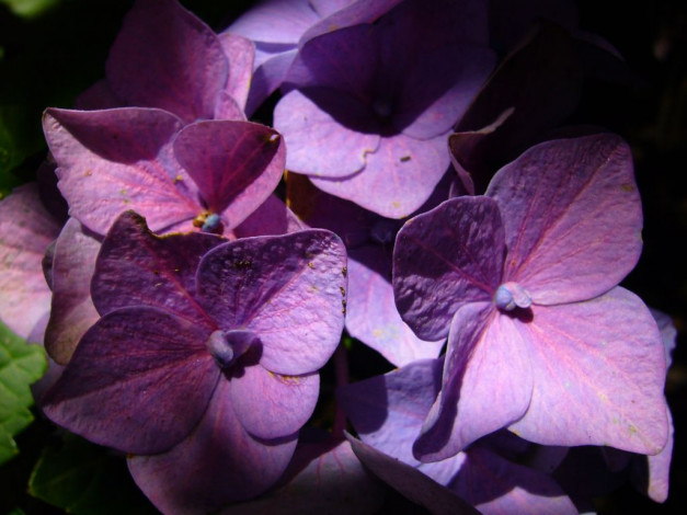 Обои картинки фото цветы, гортензия