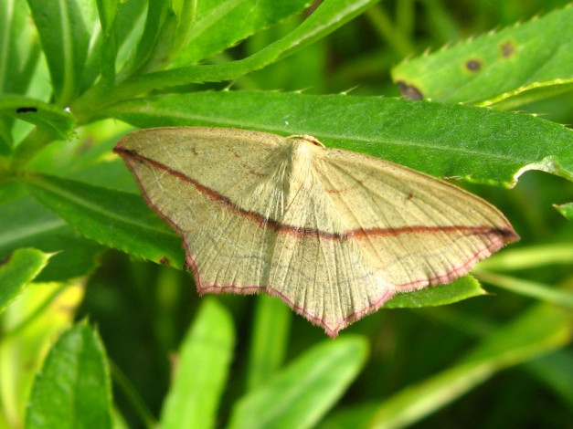 Обои картинки фото животные, бабочки