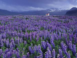 Картинка цветы люпин