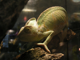 Картинка животные хамелеоны