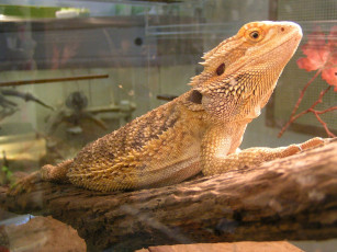 Картинка животные Ящерицы игуаны вараны