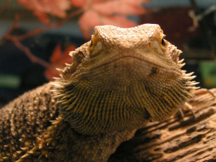 Картинка животные Ящерицы игуаны вараны