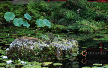 Картинка компьютеры ubuntu linux