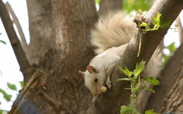 Картинка животные белки