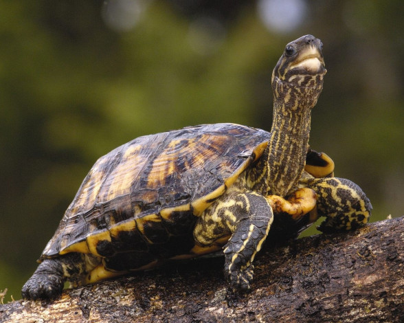 Обои картинки фото животные, Черепахи
