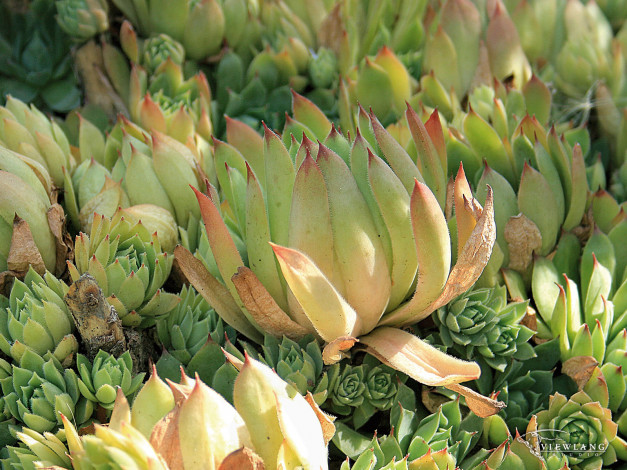 Обои картинки фото цветы