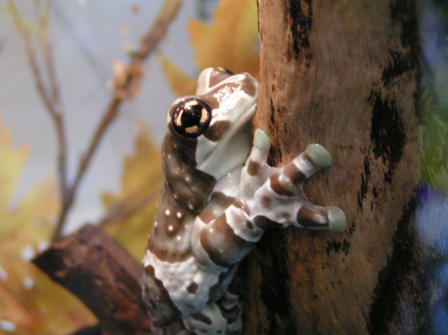 Обои картинки фото животные, лягушки