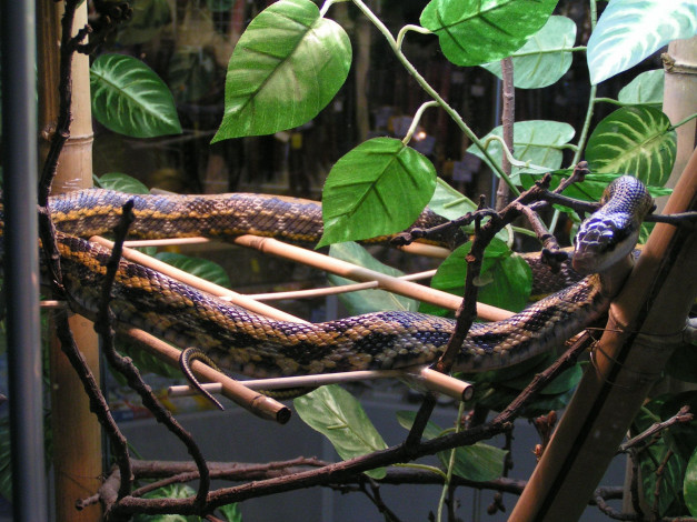 Обои картинки фото животные, змеи, питоны, кобры