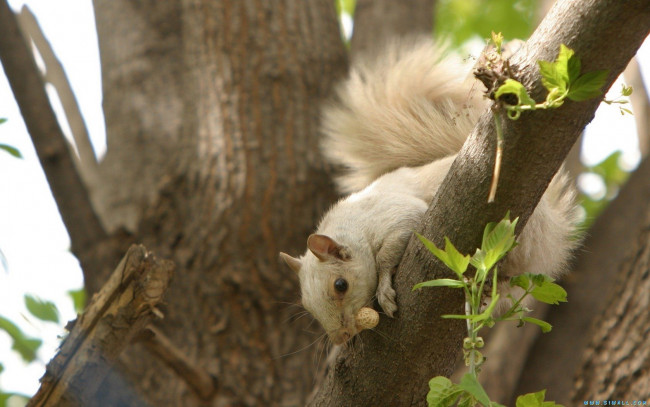 Обои картинки фото животные, белки