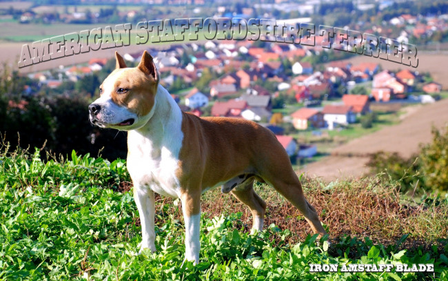 Обои картинки фото животные, собаки