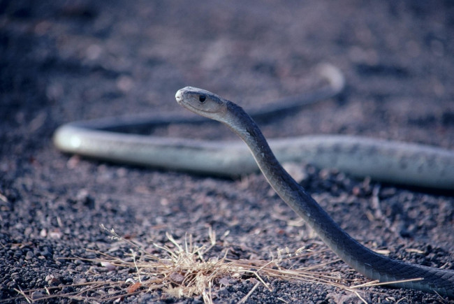 Обои картинки фото животные, змеи, питоны, кобры